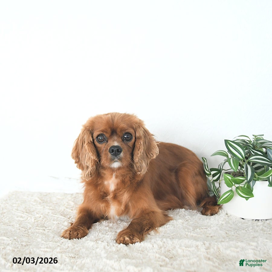 Cavalier King Charles Spaniel dogs Rory - Ad 27