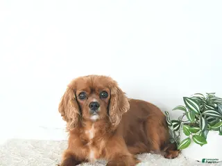 Cavalier King Charles Spaniel dogs Rory - Ad 27