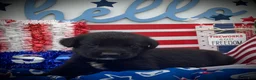 Mixed Breed dogs for sale: Hero  - Ad 2