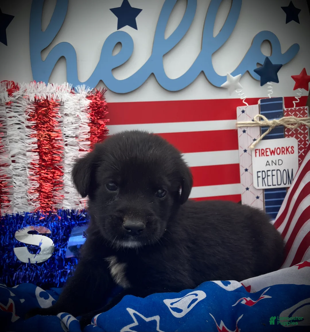 Mixed Breed dogs for sale: Hero  - Ad 2