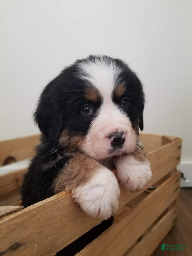 Bernese Mountain Dog dogs Bernese Mountain Dog Puppy 3 - Ad 1