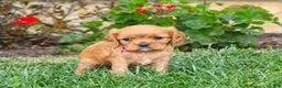 Cavalier King Charles Spaniel dogs for sale: Charlotte - Genetic Tested Parents - Ad 13