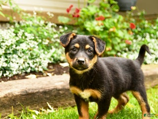 Mixed Breed dogs - Ad 34