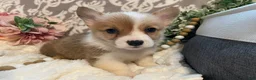 Welsh Corgi Pembroke dogs for sale: Skye - Ad 6