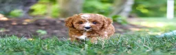 Cavapoo dogs for sale: Sky - Ad 20