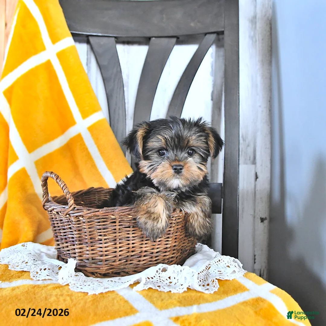Yorkshire Terrier dogs for sale: Baxter HOUSE RAISED - Ad 2
