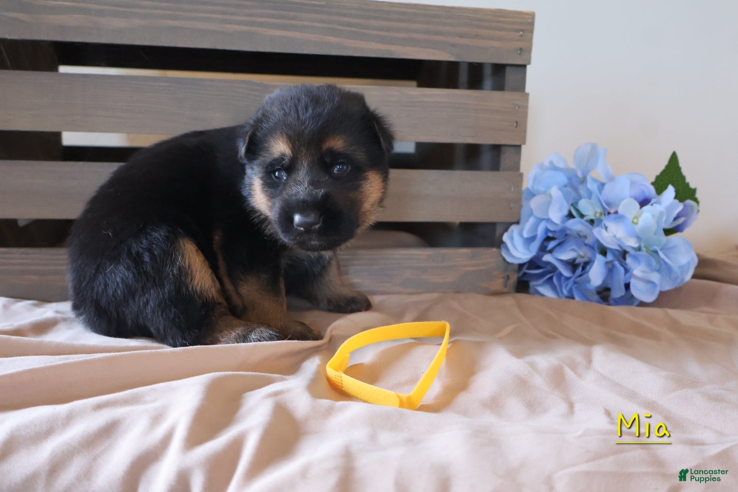 German Shepherd dogs Mia - Ad 1