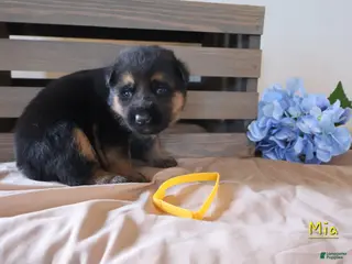 German Shepherd dogs for sale: Mia - Ad 2