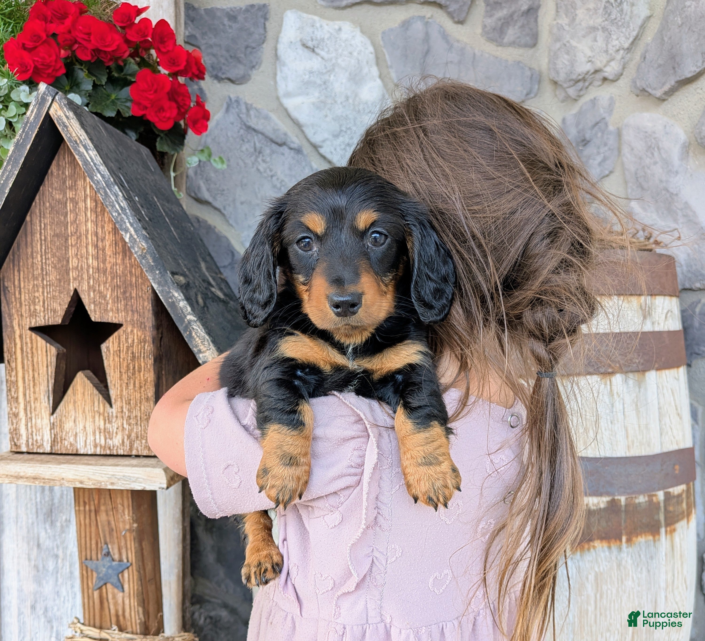 Miniature Dachshund dogs Miniature Dachshund Puppy 5 - Ad 2