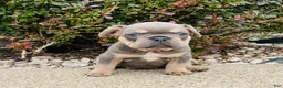 French Bulldog dogs for sale: Bella - Ad 9