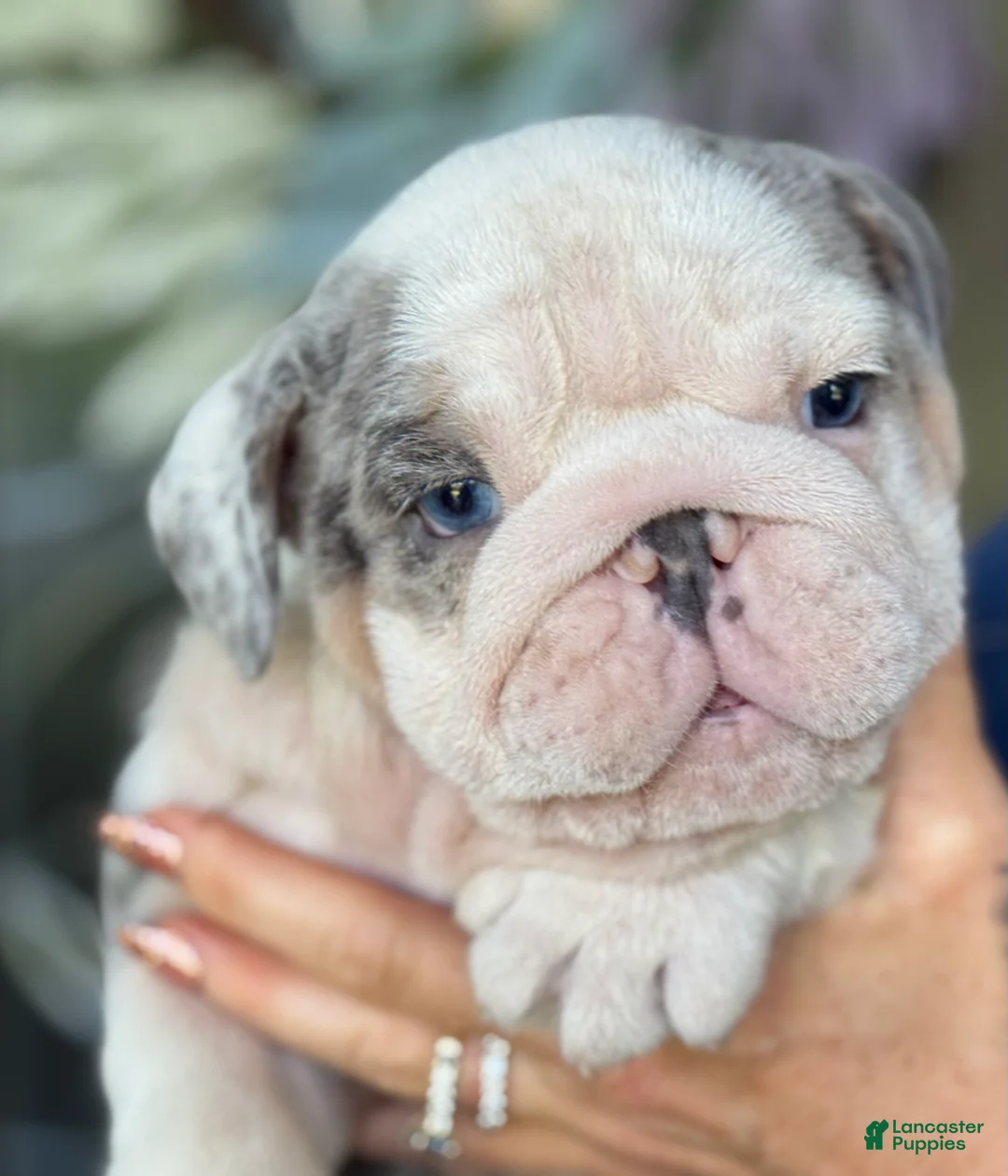 English Bulldog dogs for sale: Lucas - Ad 1