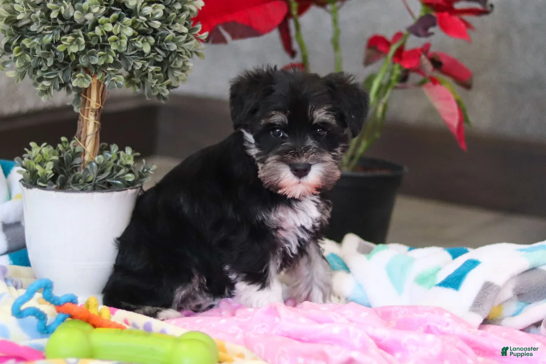 Miniature Schnauzer dogs for sale: Ellie - Ad 8