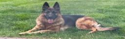 German Shepherd dogs for sale: German Shepherd Blue Collar Male Pick of Liter! - Ad 7