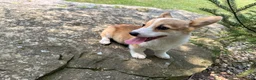 Welsh Corgi Pembroke dogs for sale: SKYLER - Ad 12
