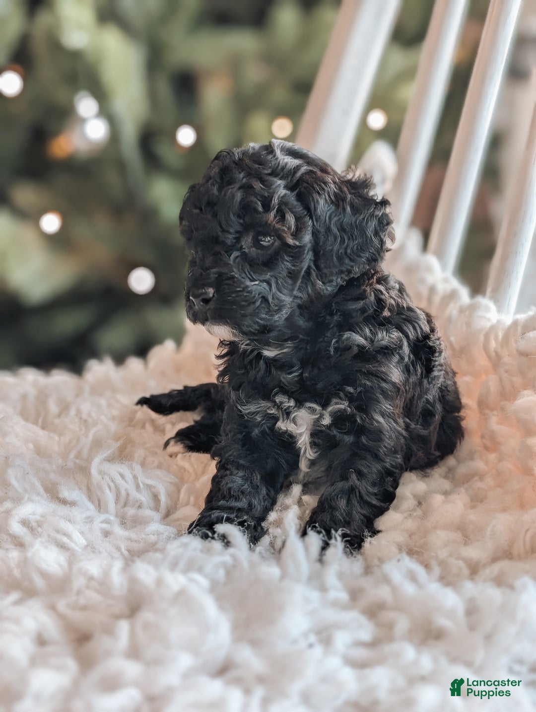 Toy Poodle dogs for sale: Noel - Ad 4
