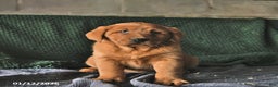 Goldador dogs for sale: Sophie  - Ad 2