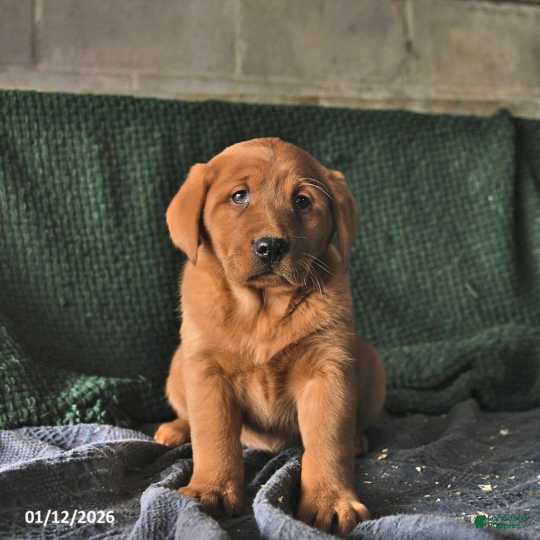 Goldador dogs for sale: Sophie  - Ad 2