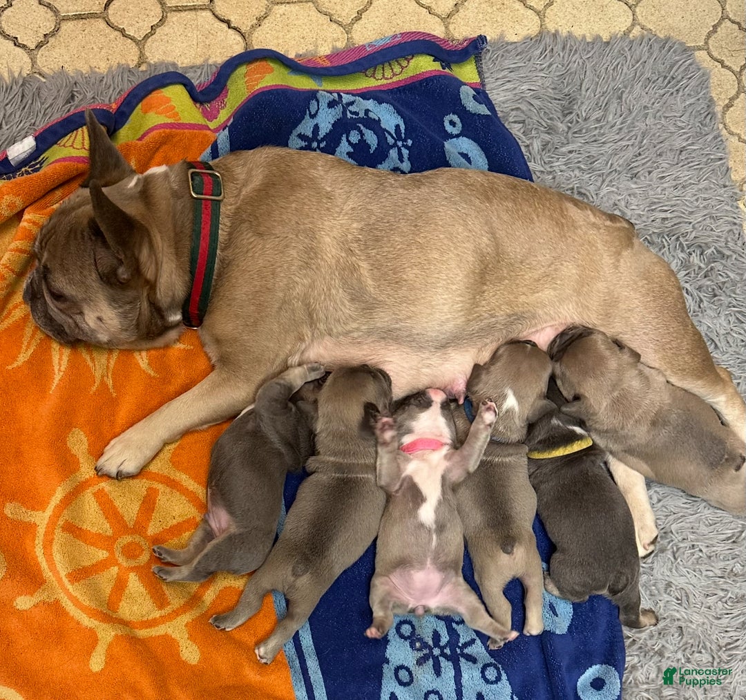 French Bulldog dogs for sale: Boss - Ad 12