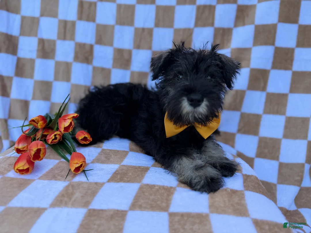 Miniature Schnauzer dogs for sale: Jasper - Ad 3