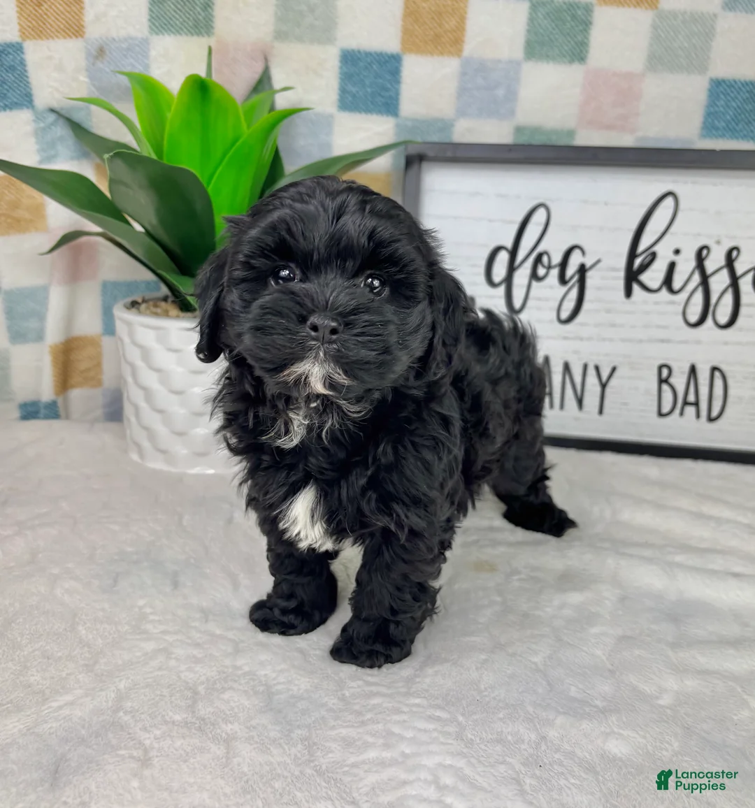 Cavapoo dogs for sale: Callen - Ad 5