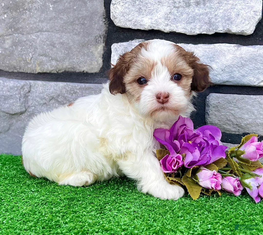 Havapoo dogs for sale: Millie - Ad 1