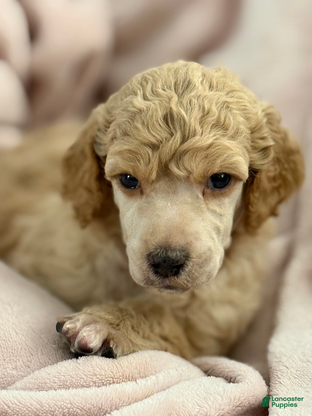 Standard Poodle dogs for sale: Standard Poodle Puppy 1 Richard  - Ad 4
