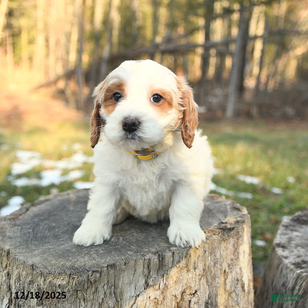 Cockapoo dogs for sale: Masy - Ad 2