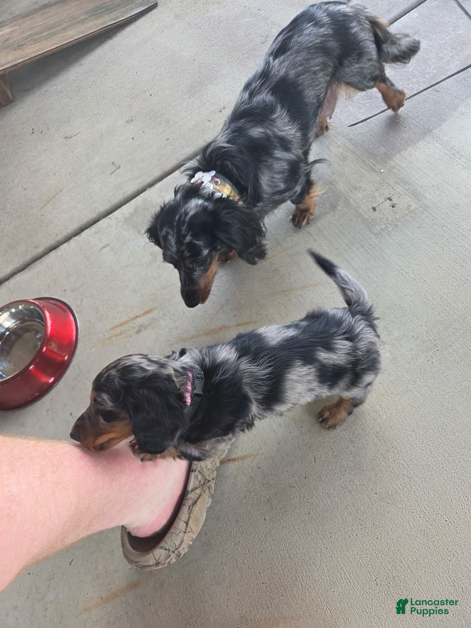 Miniature Dachshund dogs Miniature Dachshund 2 - Ad 2