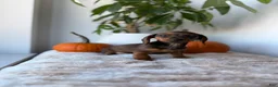 Miniature Dachshund dogs for sale: Cindy - Ad 3