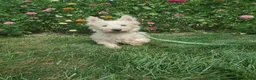 West Highland Terrier dogs for sale: Colby - Ad 11