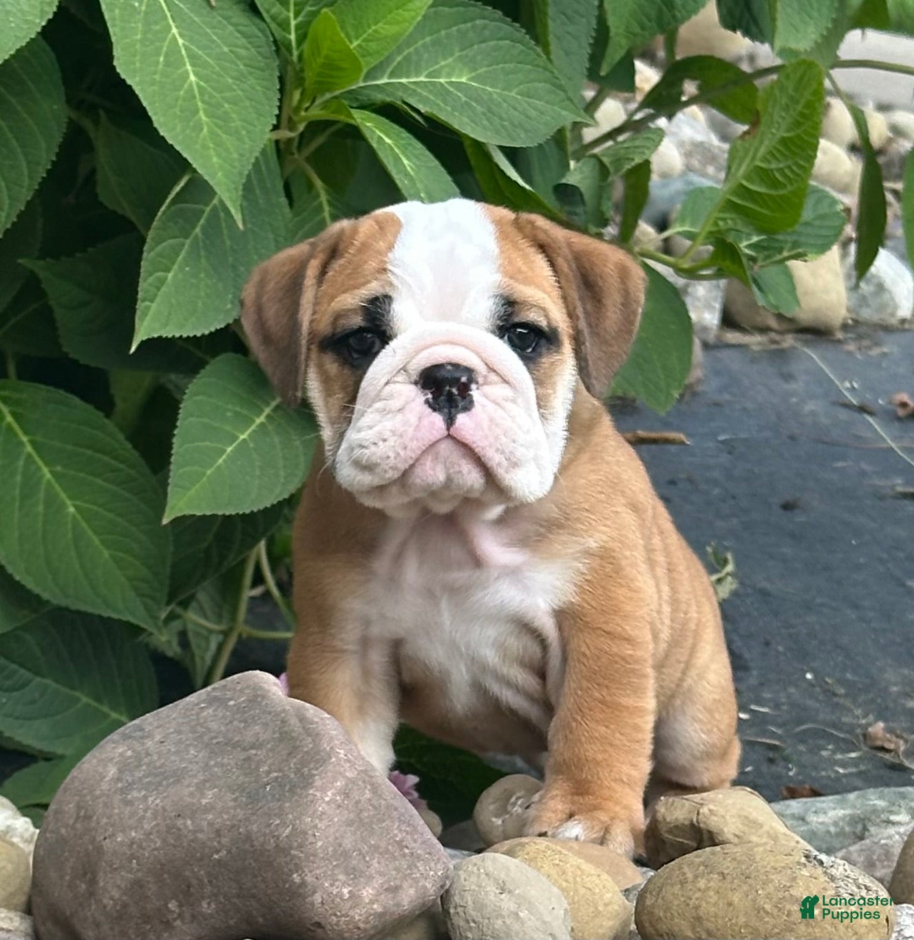 English Bulldog dogs Lily - Ad 1