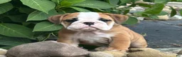 English Bulldog dogs for sale: Lily - Ad 1