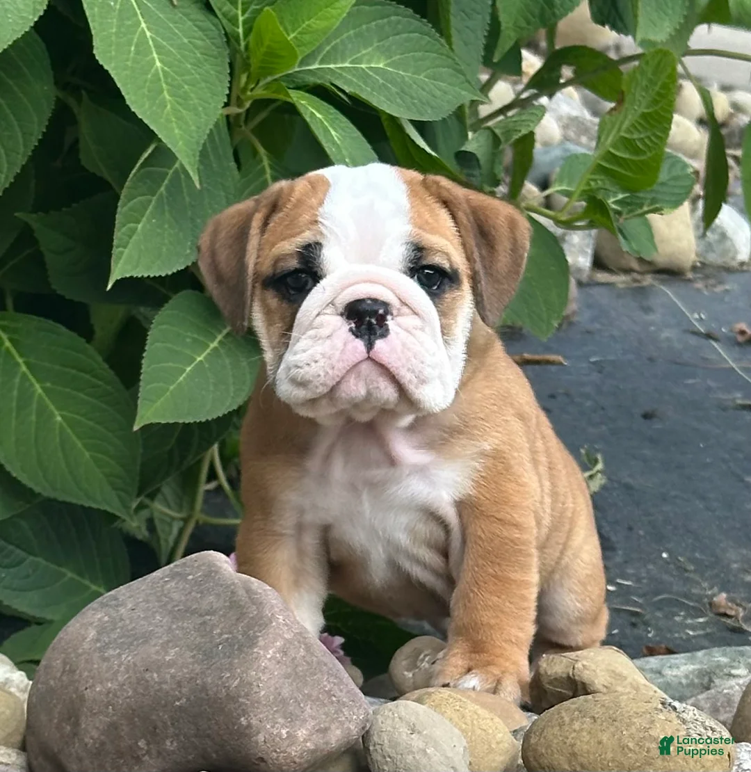 English Bulldog dogs for sale: Lily - Ad 1