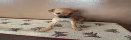 Chihuahua dogs for sale: Chihuahua Puppy 3 - Ad 9