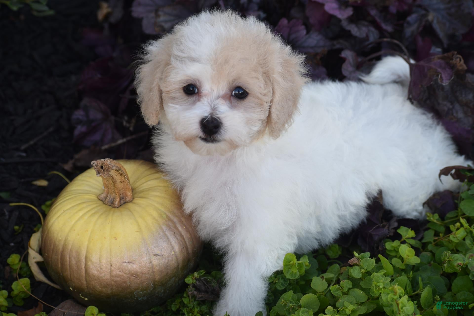Bichpoo dogs for sale: Kitty - Ad 1