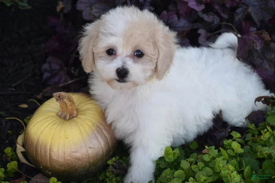 Bichpoo dogs for sale: Kitty - Ad 1