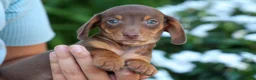 Miniature Dachshund dogs for sale:  Zoey🎀 - Ad 17