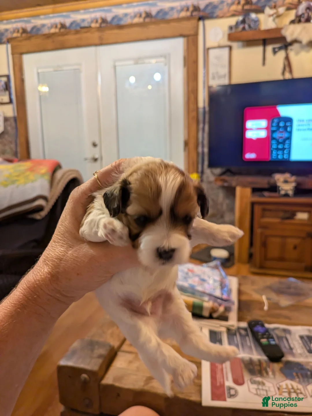 Shihpoo dogs for sale: TRUCKER - Ad 2