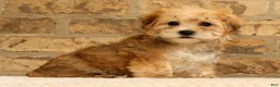 Yochon dogs for sale: Thomas - Ad 1