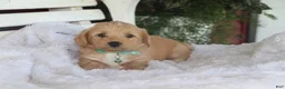 Miniature Labradoodle dogs for sale: Chipper - Ad 4