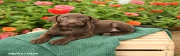 Labrador Retriever dogs for sale: Kelly - Ad 3