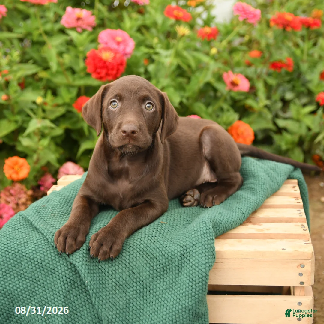 Labrador Retriever dogs for sale: Kelly - Ad 3