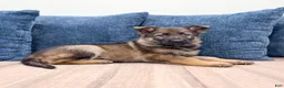 German Shepherd dogs for sale: Juneau - Ad 3