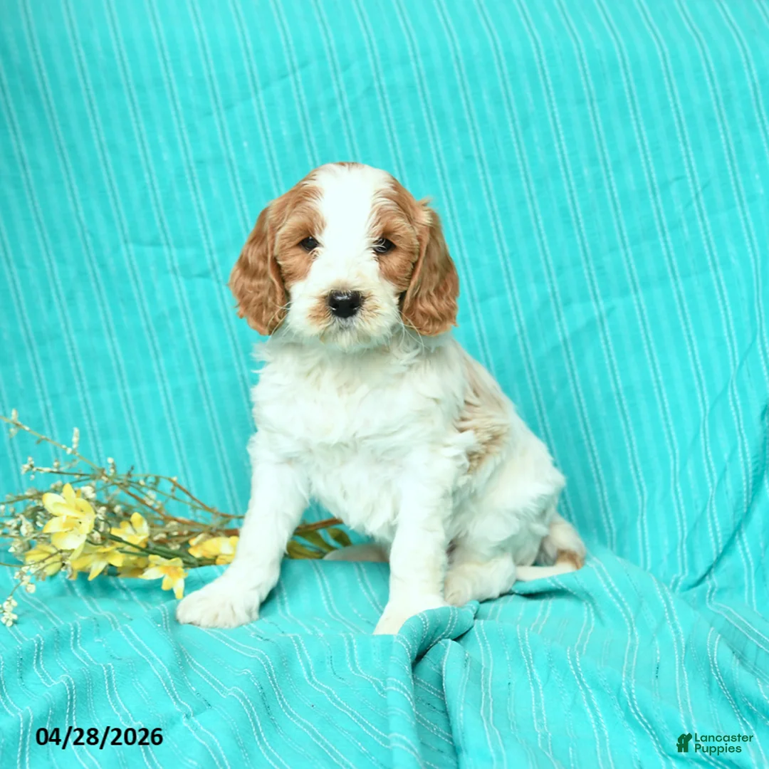 Goldendoodle dogs for sale: River - Ad 1