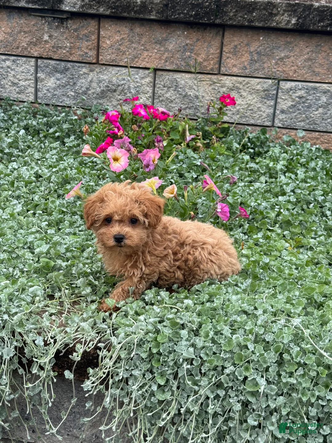 Toy Poodle dogs for sale: Preston - Ad 2