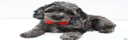 Cockapoo dogs for sale: Orsan - Ad 3