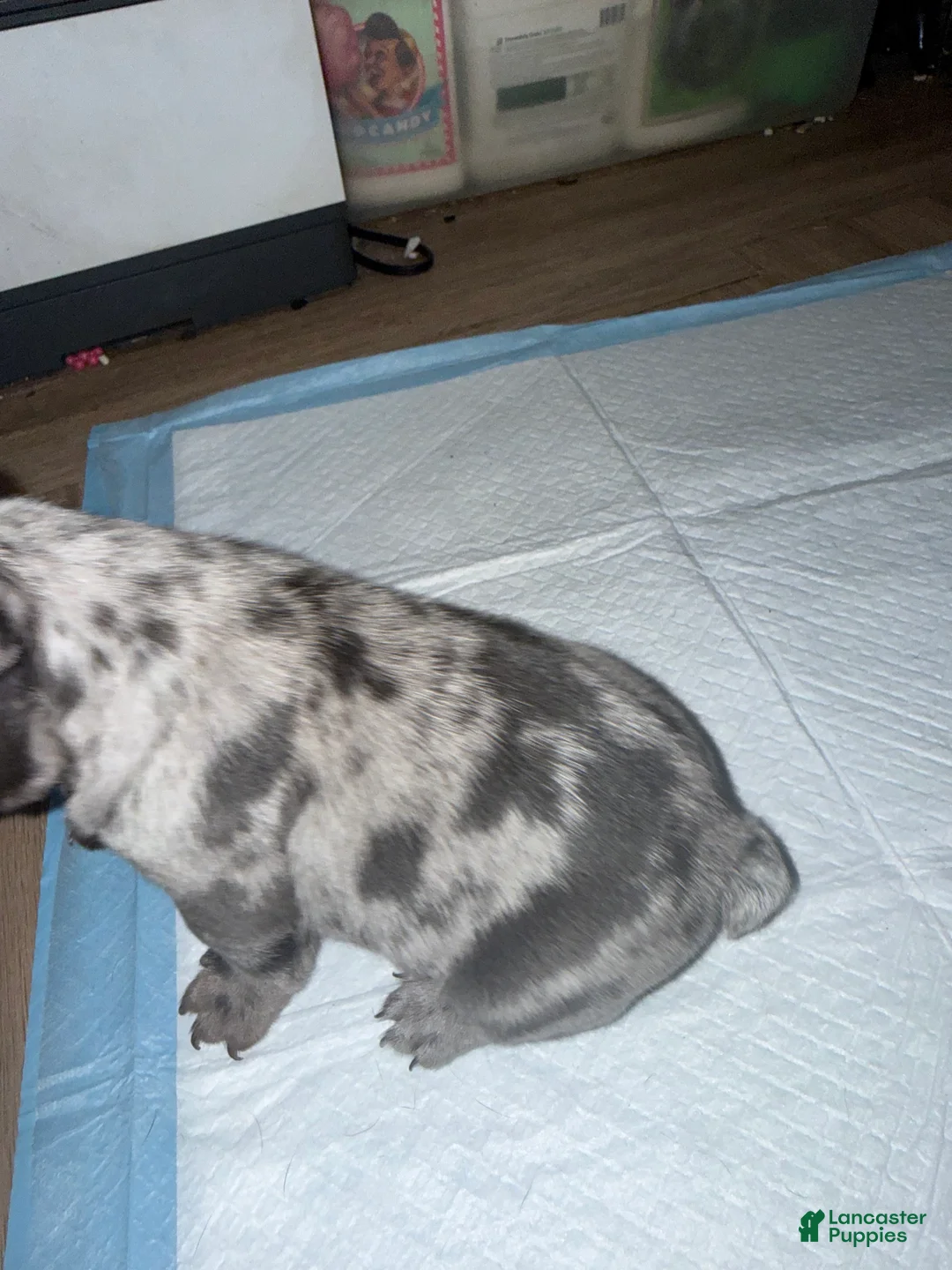 French Bulldog dogs for sale: French Bulldog 1 - Ad 2