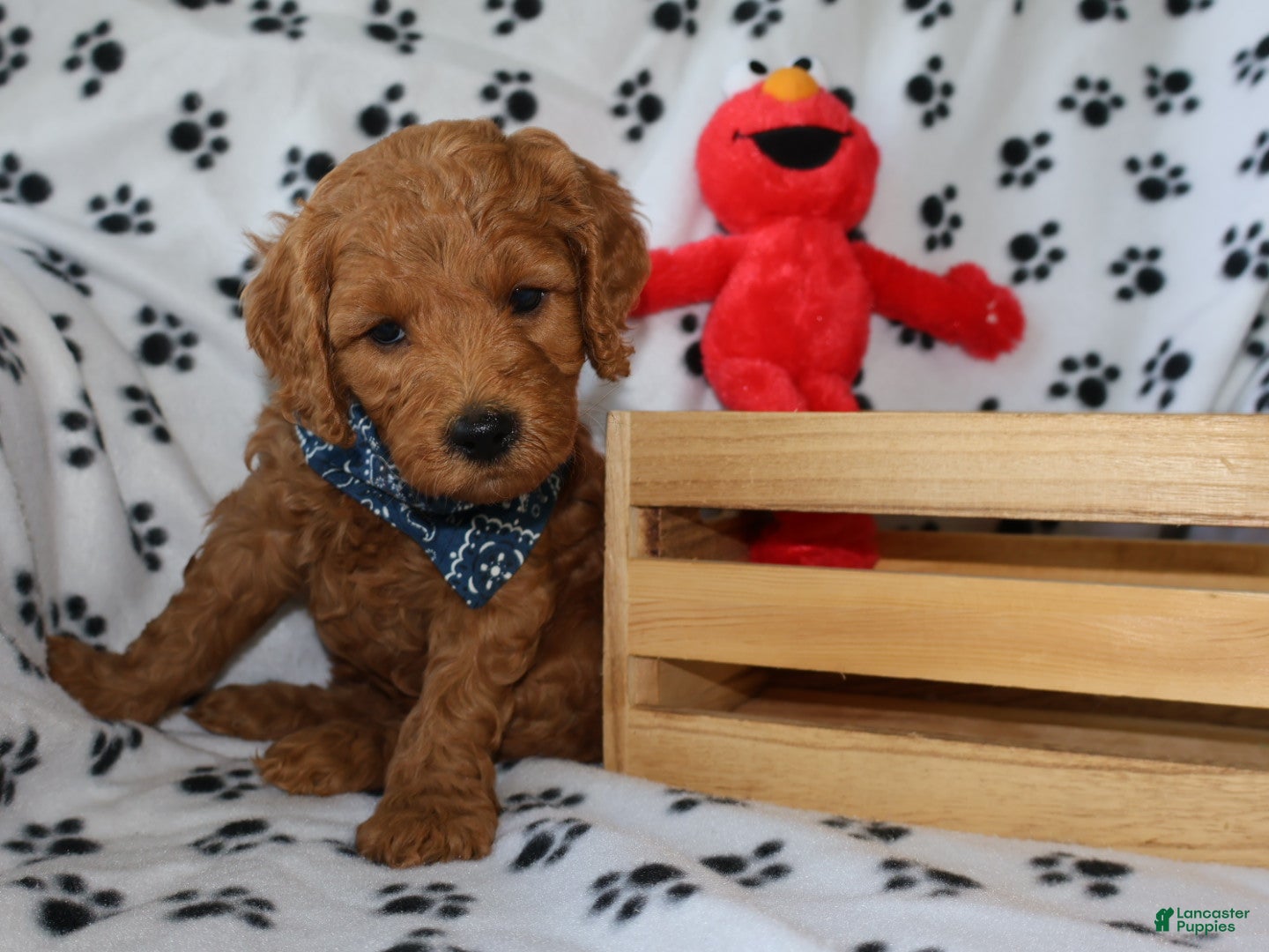 Mini Goldendoodle dogs Ollie  - Ad 2