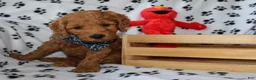 Mini Goldendoodle dogs for sale: Ollie  - Ad 2