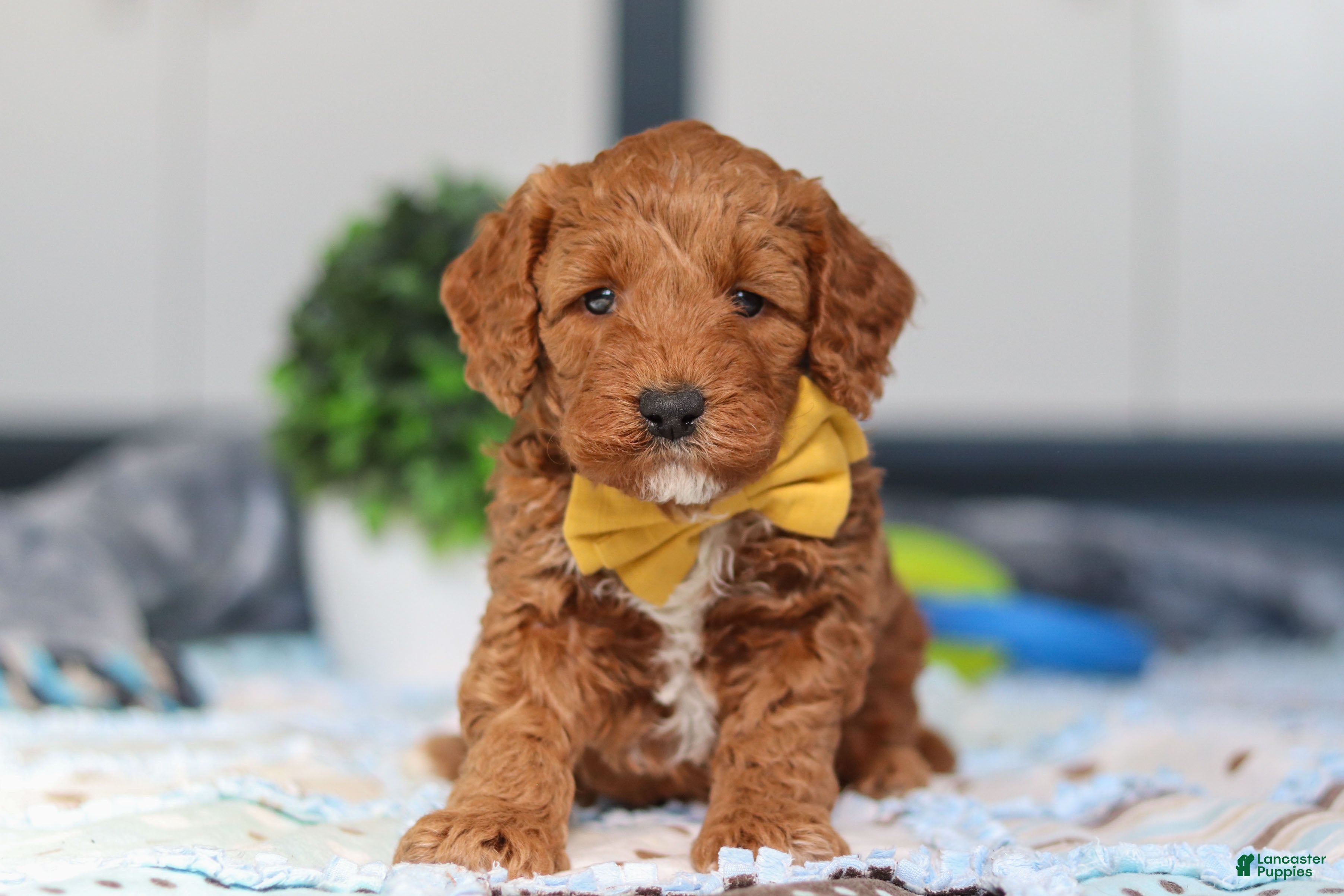 Mini Goldendoodle dogs Nadir - Ad 1